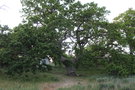 vignette Quercus petraea