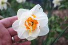 vignette Narcissus 'Flower Drift'