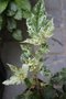 vignette Acer capillipes var. morifolium 'Wakisaka Nishiki'