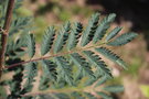 vignette Sorbus aucuparia 'Asplenifolia' = 'Laciniata'
