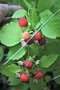 vignette Rubus cv.