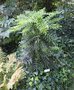 vignette Mahonia oiwakensis ssp. lomariifolia