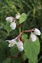 vignette Begonia grandis ssp. evansiana var. alba