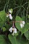 vignette Begonia grandis ssp. evansiana var. alba