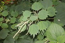 vignette Boehmeria platanifolia