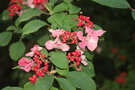 vignette Viburnum plicatum f. tomentosum 'Pink Beauty'
