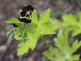 vignette Granium dor  fleur noire