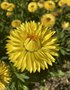 vignette Helichrysum bracteatum - Immortelle