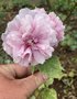 vignette Alcea rosea 'Chater's Double Pink' - Rose trémière double rose