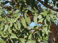 vignette Colophospermum, mopane, Namibie