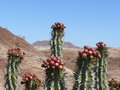 vignette Euphorbia virosa, Namibie
