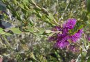 vignette Melaleuca thymifolia