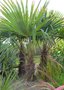 vignette trachycarpus fortunei n6