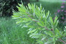 vignette Hakea oleifolia / Proteaceae