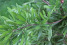 vignette Hakea oleifolia / Proteaceae
