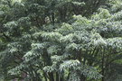 vignette Acer caudatifolium / Sapindaceae / Tawan