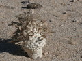 vignette Pseudolithos cubiforme ? Namibie