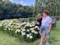 vignette La SHBL visite le jardin d'Hortence  Pommerit Jaudy, Hydrangea macrophylla 'Magical Amethyst'