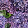 vignette La SHBL visite le jardin d'Hortence  Pommerit Jaudy, Hydrangea macrophylla 'Merveille Sanguine'