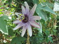 vignette Passiflora 'Anna Flora'