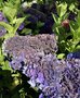 vignette La SHBL visite le jardin d'Hortence  Pommerit Jaudy, Hydrangea macrophylla 'Merveille Sanguine'