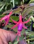 vignette Fuchsia 'Brigitte Engerer'