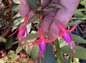 vignette Fuchsia 'Brigitte Engerer'