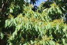 vignette Ehretia acuminata / Boraginaceae / Chine