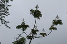 vignette Dipteronia dyeriana / Sapindaceae / Yunnan