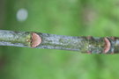 vignette Dipteronia dyeriana / Sapindaceae / Yunnan