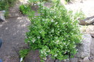vignette Jamesia americana / Hydrangeaceae / Ouest USA
