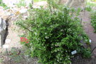 vignette Jamesia americana / Hydrangeaceae / Ouest USA