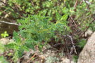 vignette Chamaebatiaria millefolium / Rosaceae / USA