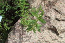 vignette Chamaebatiaria millefolium / Rosaceae / USA