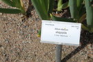 vignette Allium altaicum / Amaryllidaceae / Asie centrale et Mandchourie