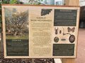 vignette Quercus - Les Chnes affichage botanique