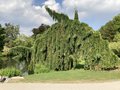 vignette Parc Barbieux, Sequoiadendron giganteum 'Pendulum'