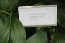 vignette Paeonia perigrina / Paeoniaceae / Italie, Balkans, Turquie