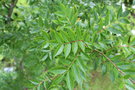 vignette Sorbus commixta / Rosaceae / Core, Sakhaline, Kouriles et Japon