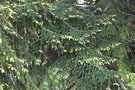 vignette Picea orientalis 'Aureospicata'