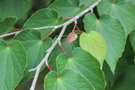 vignette Tetracentron sinense / Trochodendraceae / du Npal au Hunan