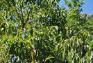 vignette Bischofia polycarpa / Euphorbiaces / sud Chine