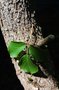 vignette Bischofia polycarpa / Euphorbiacées / sud Chine