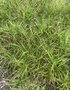 vignette Jardin botanique de Tourcoing, Carex phyllocephala - Laîche palmier de Chine
