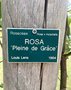 vignette Jardin botanique de Tourcoing, Rosa 'Pleine de Grace'