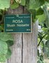vignette Jardin botanique de Tourcoing, Rosa 'Blush Noisette'