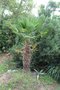 vignette Trachycarpus fortunei var. wagnerianus