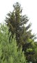 vignette Picea orientalis 'Aureospicata'
