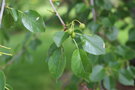 vignette Prunus mahaleb / Rosaceae / Europe, Turquie, Asie centrale