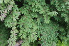 vignette Lonicera tangutica ssp. serreana
